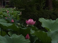 -莲池书院博物馆