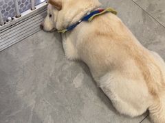 -柴犬小屋·柴餐厅·狗咖食堂(金鼎广场店)