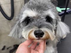 -帕帕拉兹宠物(亚洲旗舰店)