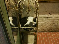 -猫咪博物馆(顶澳仔猫街店)