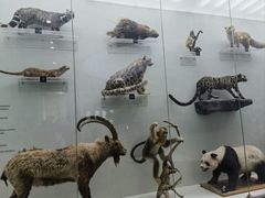 -国家自然博物馆