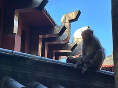 -黔灵山公园