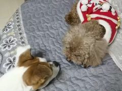 -波姐宠物家庭寄养