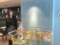 -遇见羊驼·奶狗咖·布偶猫咖·法斗柯基柴犬阿拉斯加(春熙路太古里IFS店)