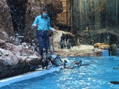 -帝企鹅自助餐厅•儿童岛•真企鹅(长隆企鹅酒店)