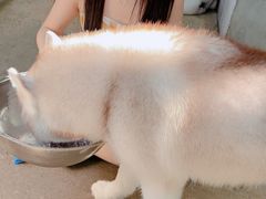 -TrueLove @ Neverland (Husky Cafe)