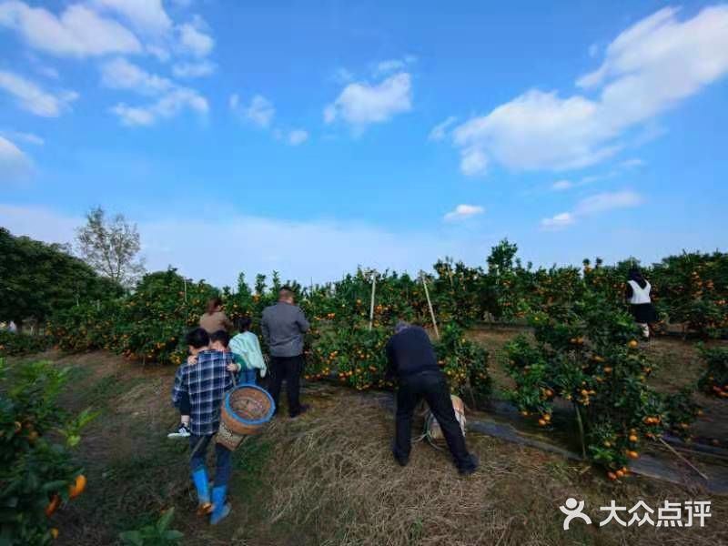 重庆荣昌盘龙镇盘周路路边上的一处果园