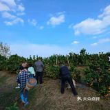 重庆荣昌盘龙镇盘周路路边上的一处果园