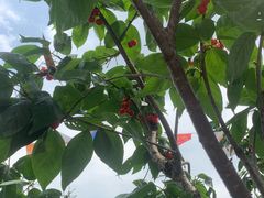 -樱桃山旅游景区