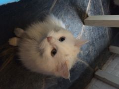Anne猫窝咖啡屋-Anne猫窝咖啡屋