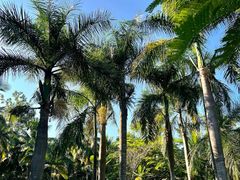 -西双版纳傣族园