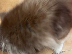 -Let's go狗咖·猫咖·奶狗·桌游(春熙路IFS店)