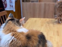 -是阿柴呀！柴犬咖啡·爱喵喵猫咖