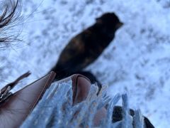 -pd派德宠物中心医院24H急重症·眼科中心·血液透析中心(嵩山北路店)