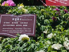 -曹州百花园