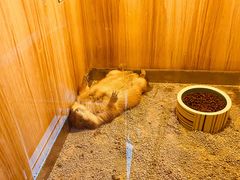 -上海崇明金茂凯悦酒店