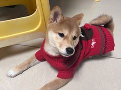 -喜柴咖啡·柴犬狗咖
