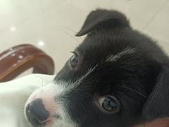 -佳雯宠物医院·皮肤科·内外科(春晓路分院)