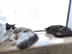 -Catmate·猫肥家润(金润铂宫店)