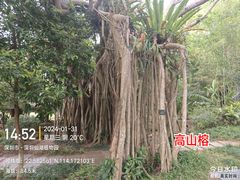 -深圳仙湖植物园