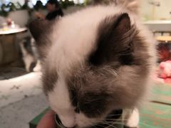 -喵喵咪呀布偶猫咖(春熙路店)