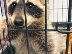 -浣熊柯尔鸭土拨鼠·电玩咖