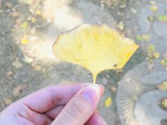 -千年银杏谷文化旅游区