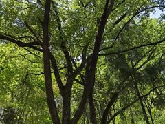 -上海佘山国家森林公园天马山园