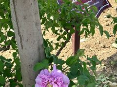 -曹州百花园