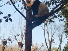 -都江堰中华大熊猫苑