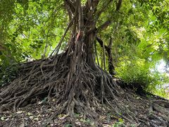 -小洲村