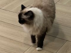-安格丽娜·狗咖·猫咖羊驼咖(春熙路百盛商场店)