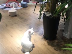 -东方名猫馆·英短金渐层布偶猫舍(环线广场1号楼店)