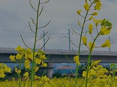 -光明小镇欢乐田园