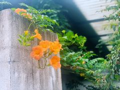 -Cafe In Little Forest