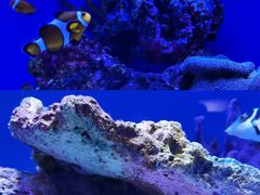 -上海海洋水族馆