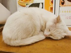 超可爱的猫咪-正南齐北·老街糯米团(洪崖洞店)