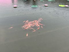 -丁香湖公园