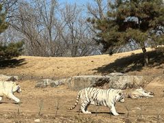 -北京野生动物园
