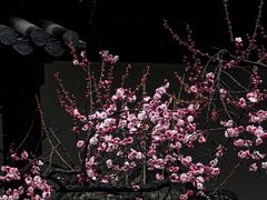 -梅花山(明孝陵内)
