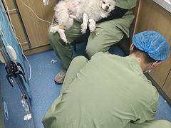 -达爱动物医院·犬猫分区·CT·复杂眼科(远洋山水分院)