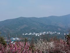 -香雪海