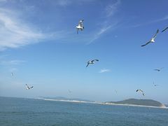 -长岛万鸟岛