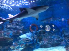 -烟台海昌鲸鲨海洋公园