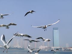 -栈桥景区