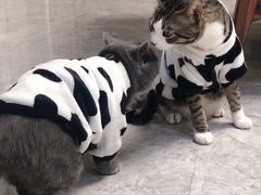 -lincat·猫舍(广州店)