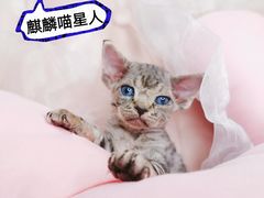 -70cat德文卷毛猫·缅因猫纯种猫舍