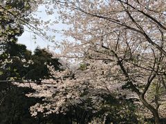 景点-武汉大学-樱园
