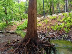 -白水寺森林公园