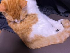 -艾贝尔宠物诊疗